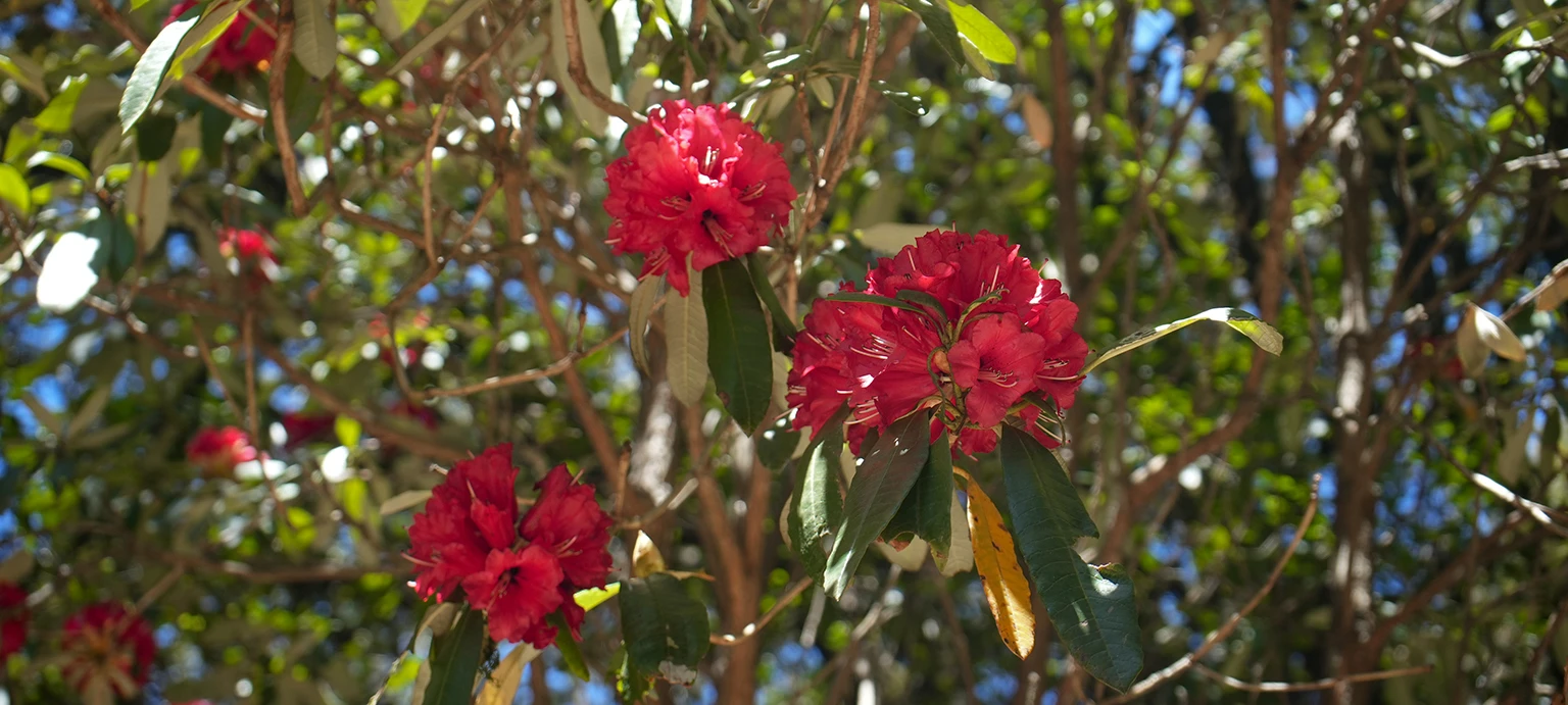 Nag Tibba Weekend Trek